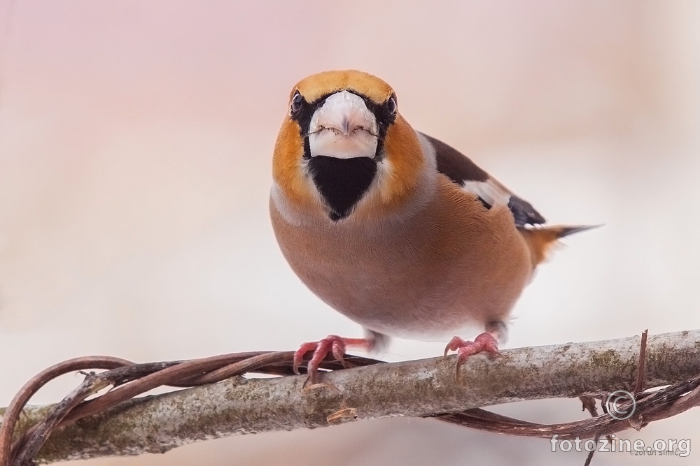 Batokljun (Coccothraustes coccothraustes)