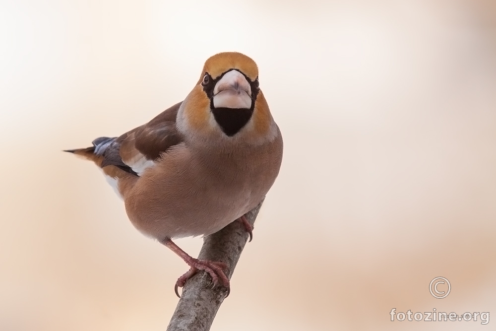 Batokljun (Coccothraustes coccothraustes)