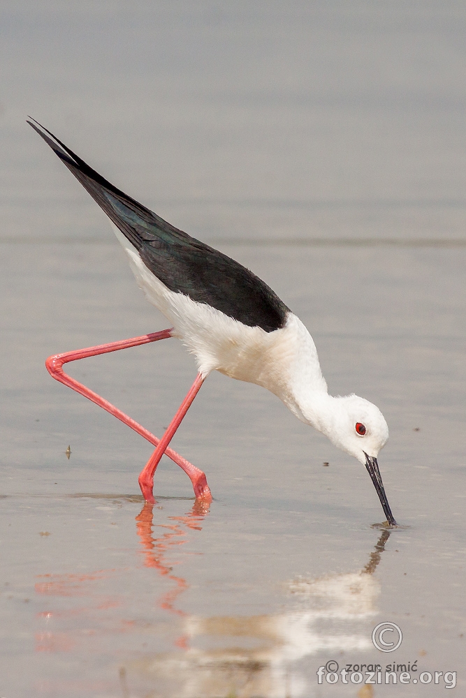 vlastelica (Himantopus himantopus)