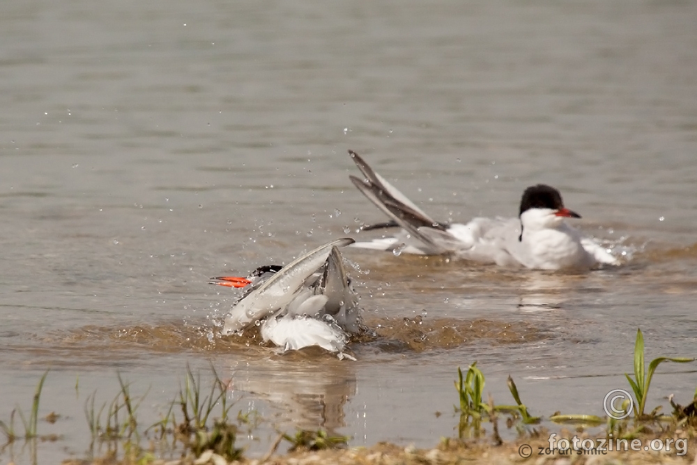 crvenokljuna čigra (Sterna hirundo)