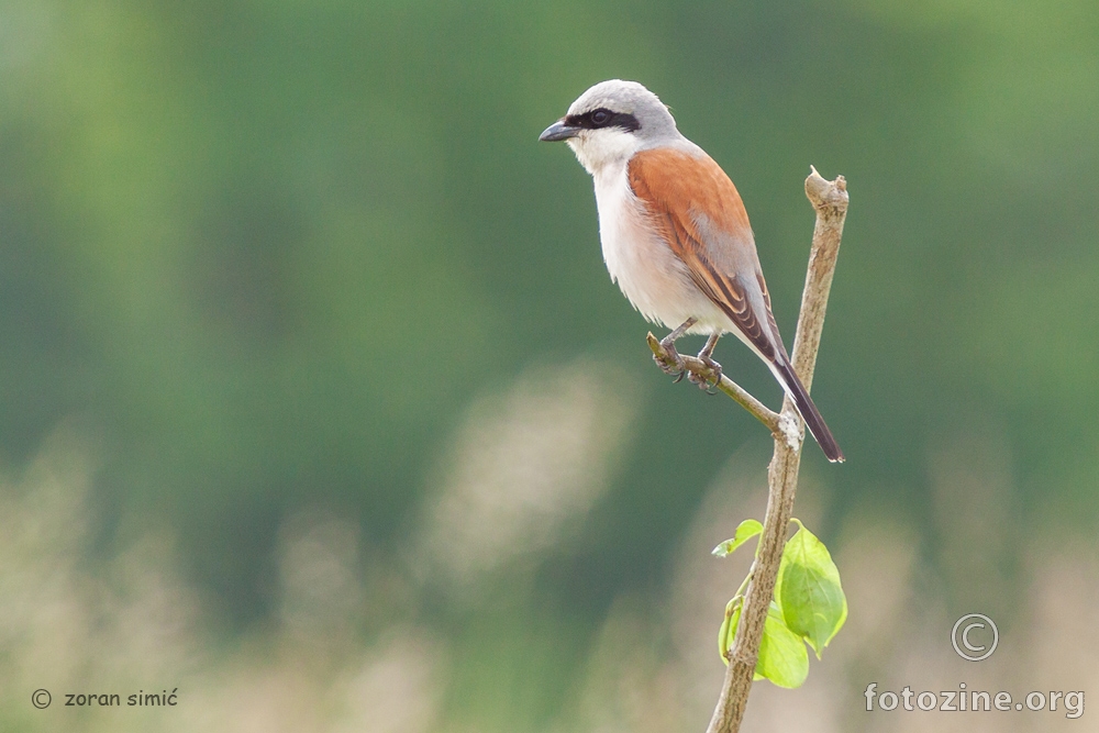 rusi svračak (Lanius collurio)