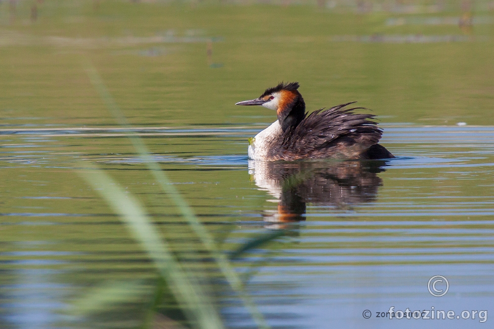 ćubasti gnjurac (Podiceps cristatus)