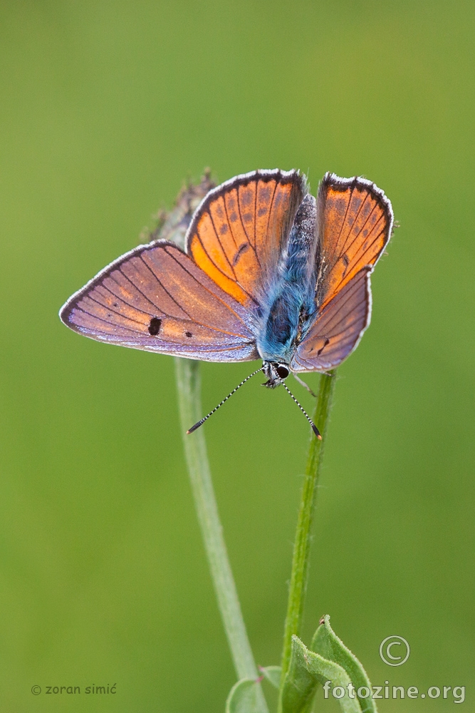 Lycaena alciphron (ljubičasti vatreni plavac)