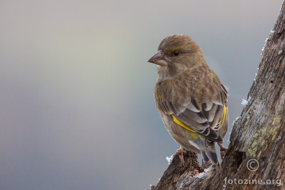 zelendur (Carduelis chloris)