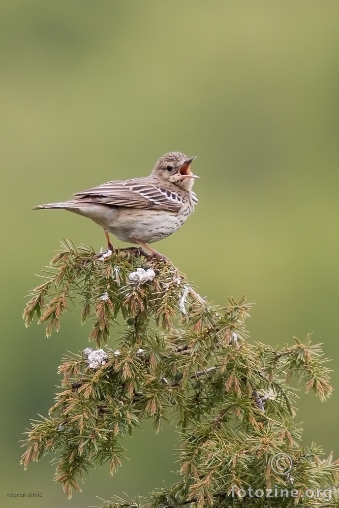 prugasta trepteljka (Anthus trivialis)