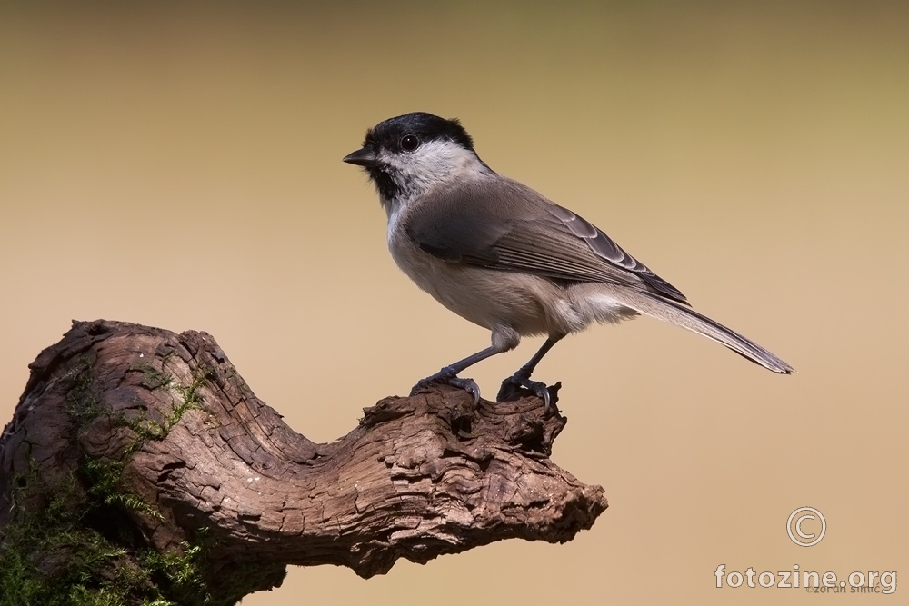 crnoglava sjenica (Parus palustris)