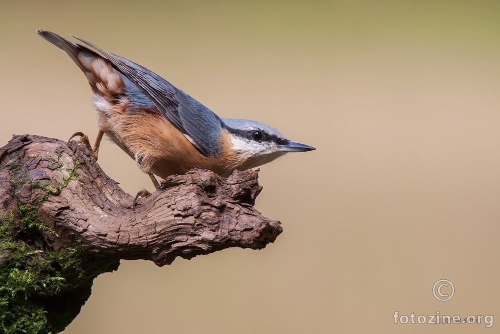 brgljez (Sitta europaea)