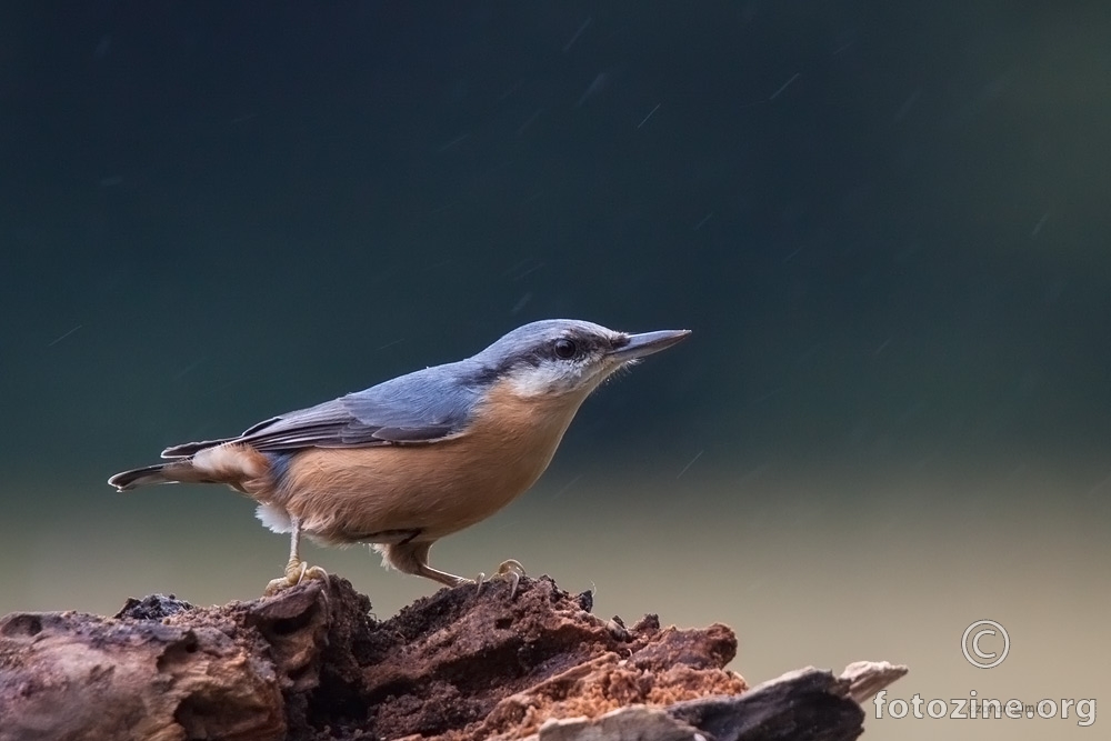 brgljez (Sitta europaea)