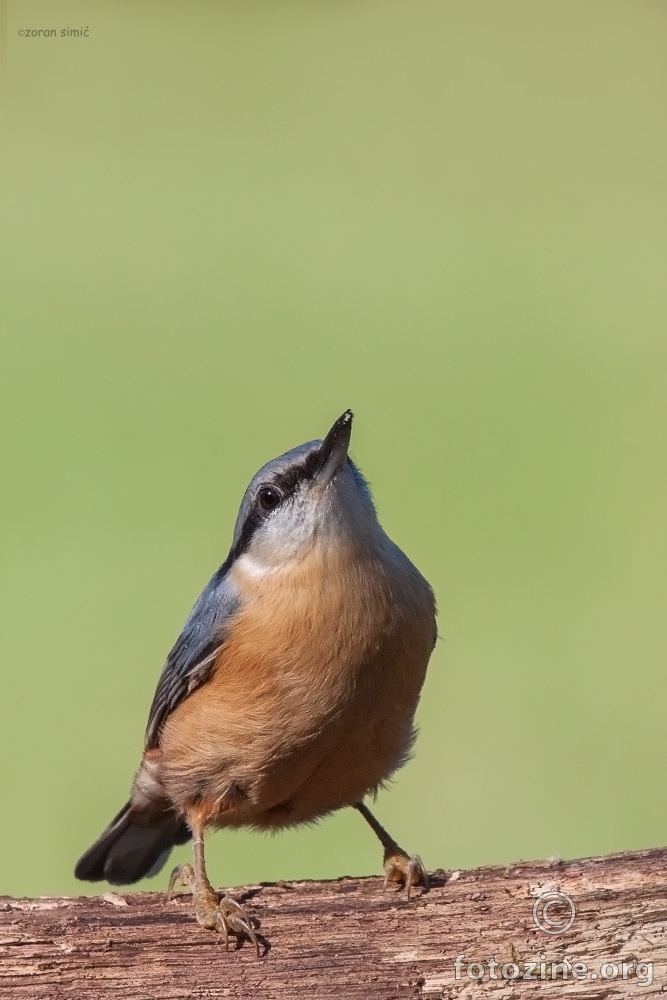 brgljez (Sitta europaea)