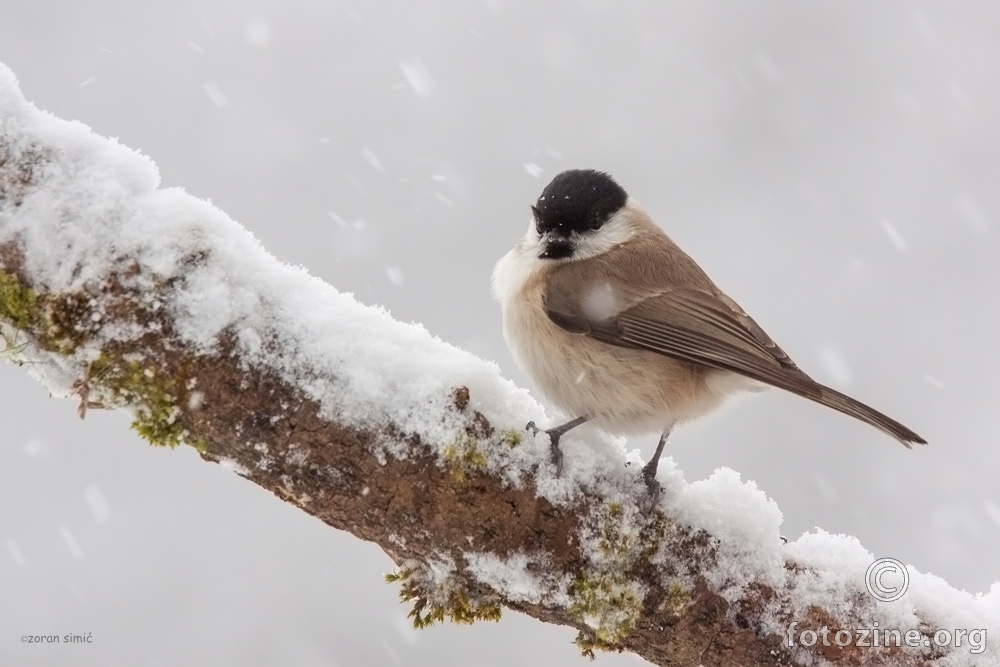 crnoglava sjenica (Parus palustris)