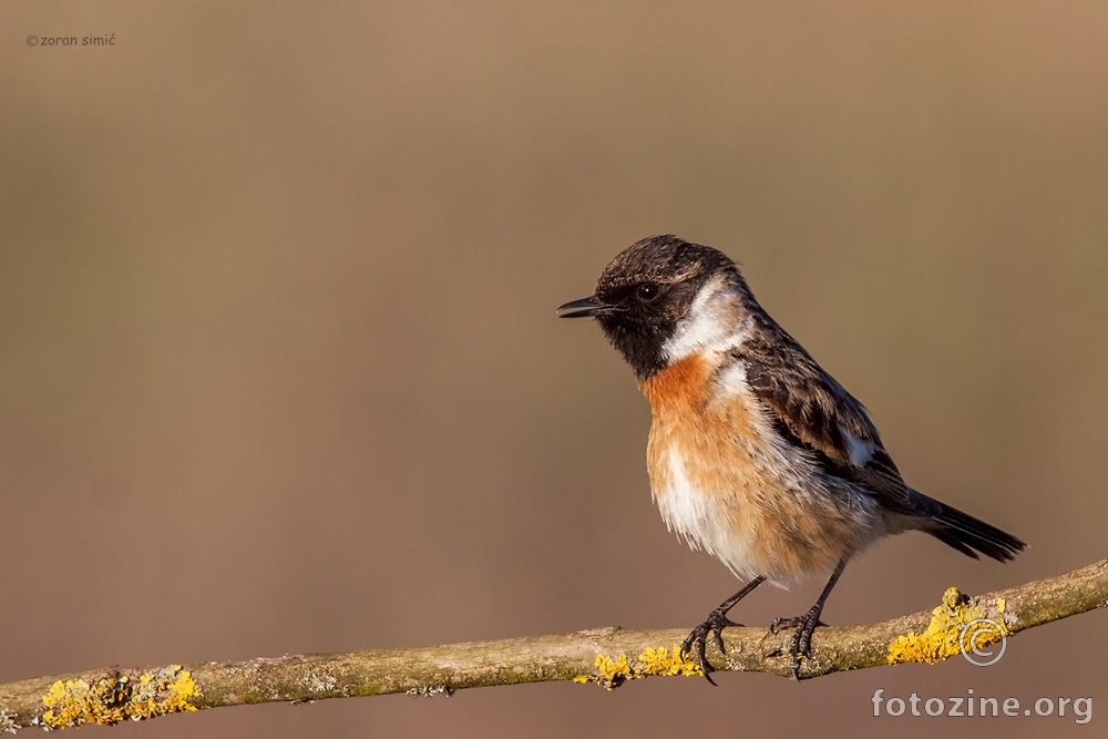 crnoglavi batić (Saxicola torquata)