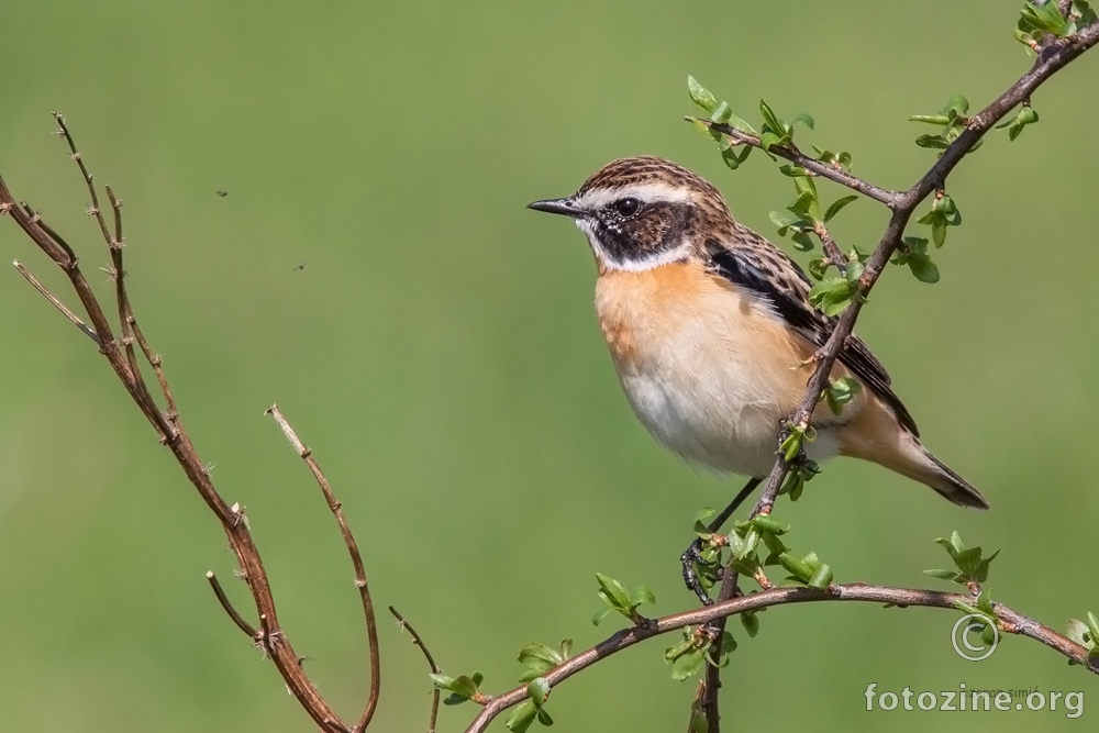 smeđoglavi batić (Saxicola rubetra)