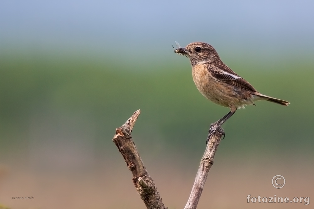 crnoglavi batić (Saxicola torquata)