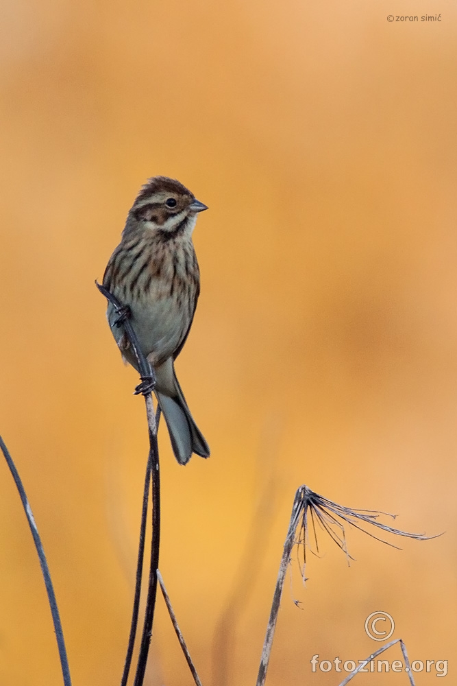 močvarna strnadica (Emberiza schoeniclus)