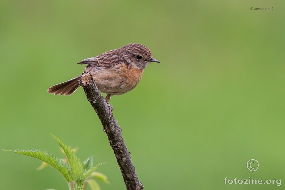 crnoglavi batić (Saxicola torquata)