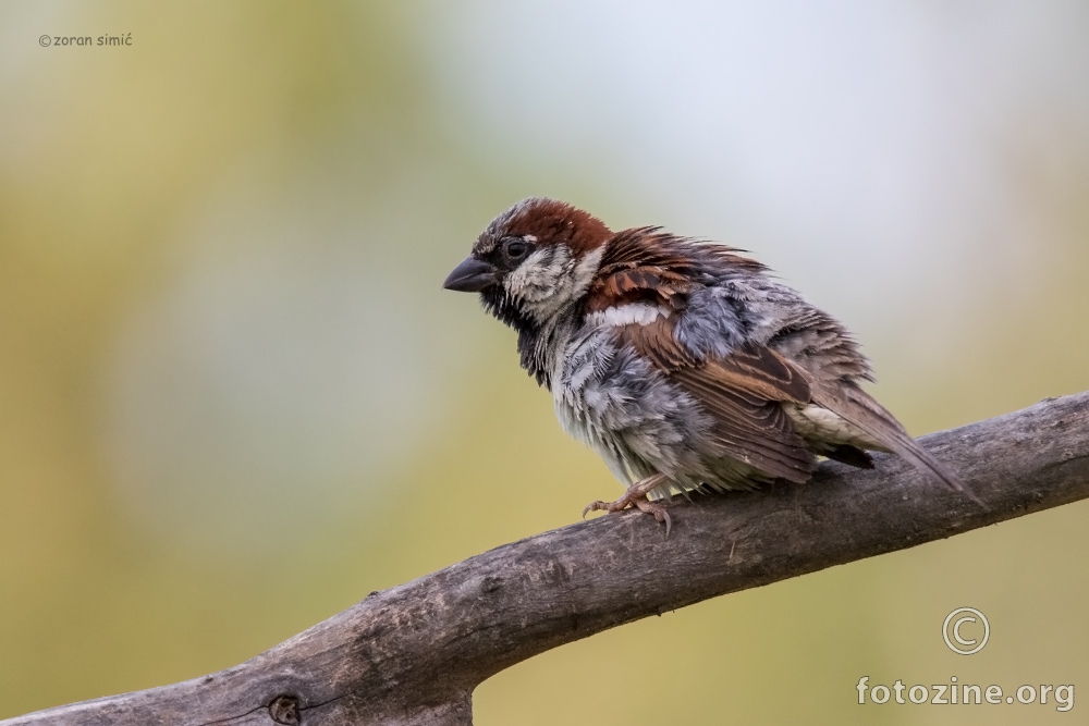 vrabac (Passer domesticus)