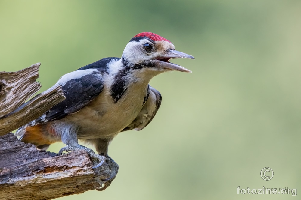 veliki djetlić (Dendrocopos major)