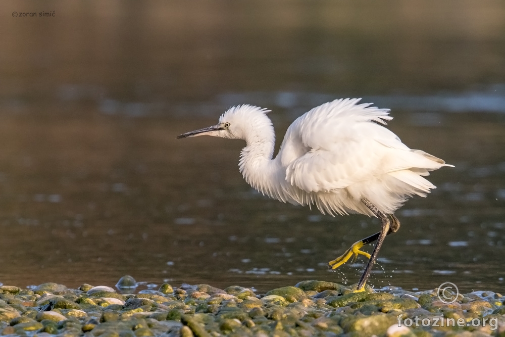 Mala bijela čaplja (Egretta garzetta)