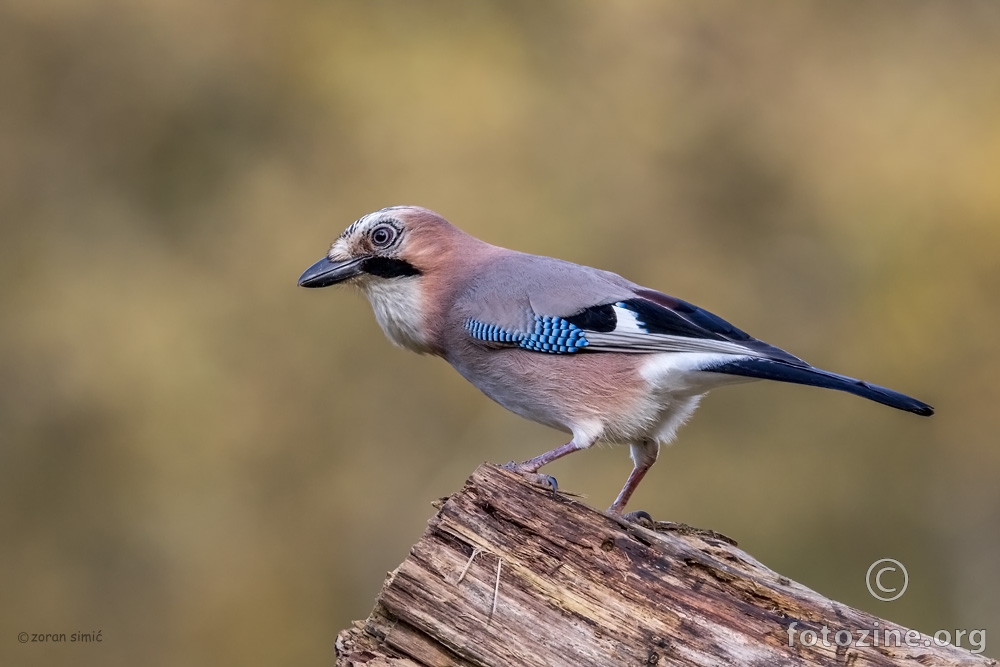 šojka (Garrulus glandarius)