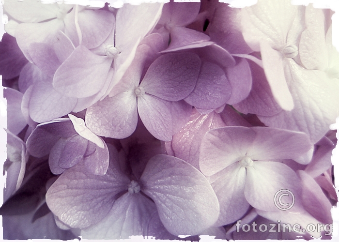 hydrangea