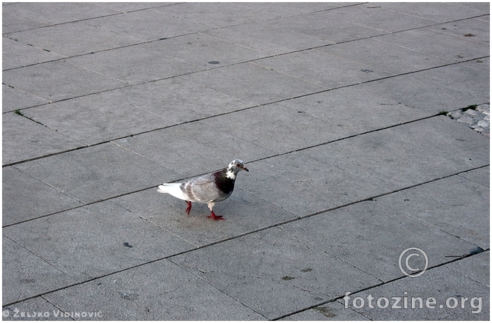 Bird - Lošinj 2012