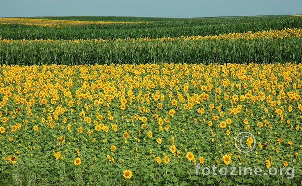 Polje suncokreta