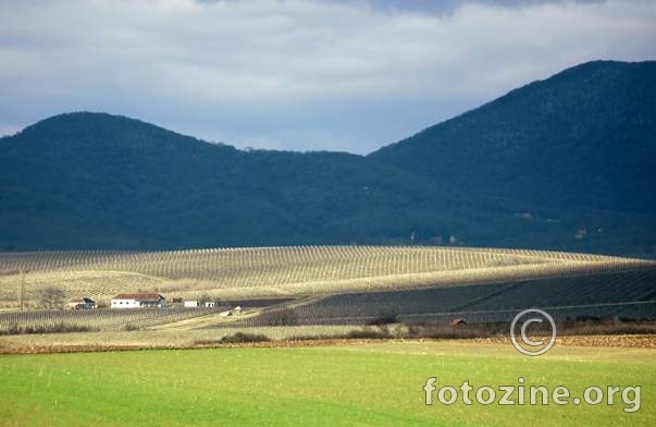 Vrsac - Vinogradi