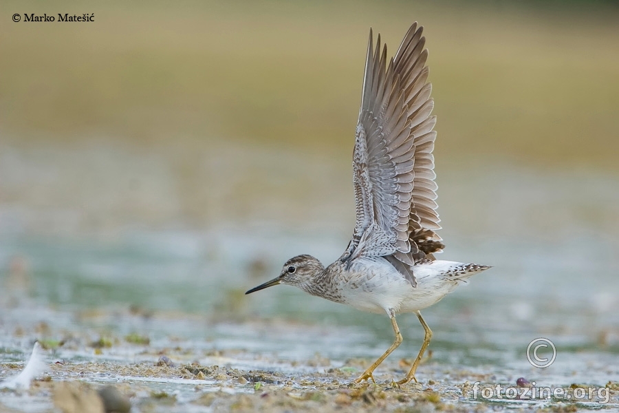 -Prutka migavicaTringa glareola