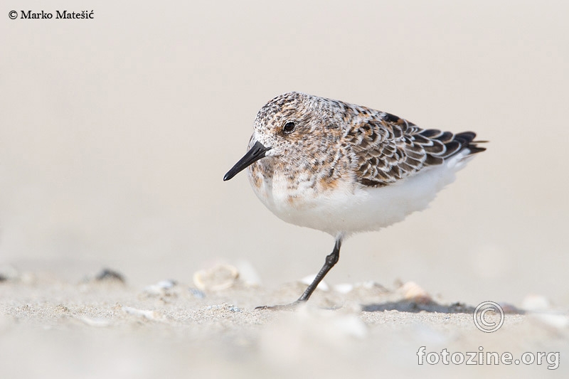 Bijeli žalar-Calidris alba