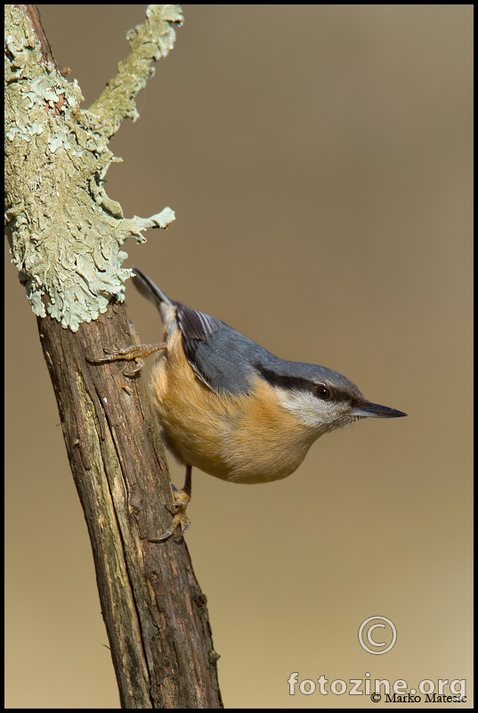 Brgljez-Sitta europaea