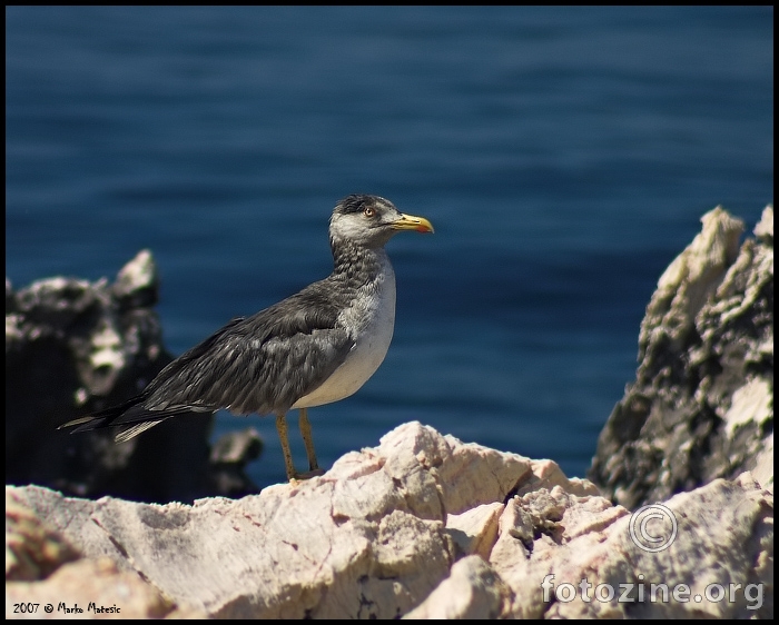 Galeb klaukavac (Larus cachinnans)-crna mutacija