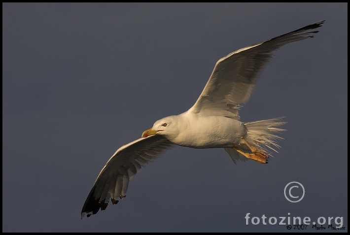 Galeb klaukavac (Larus cachinnans)