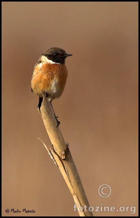 Crnoglavi batic-Saxicola torquata