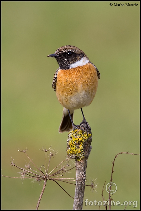 Crnoglavi batic Saxicola torquata