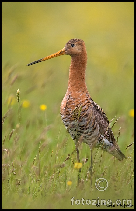 Crnorepa muljaca-Limosa limosa