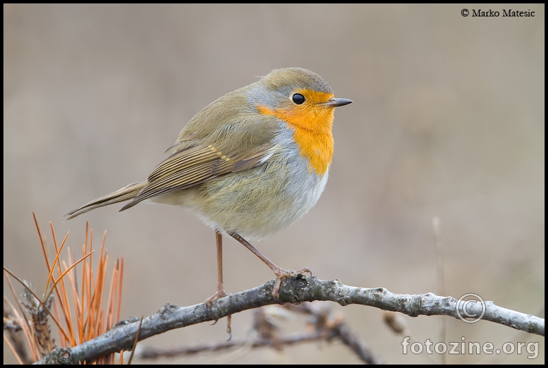 Crvendac-Erithacus rubecula