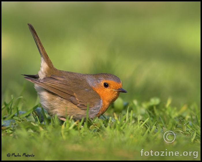 Crvendac-Erithacus rubecula