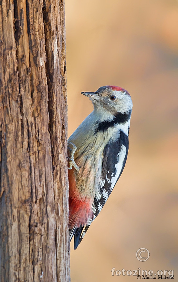 Crvenoglavi djetlić-Dendrocopos medius