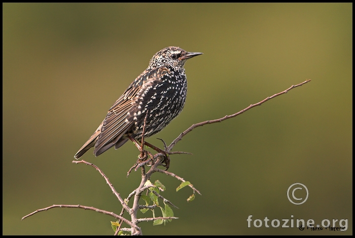 Cvorak--Sturnus-vulgaris