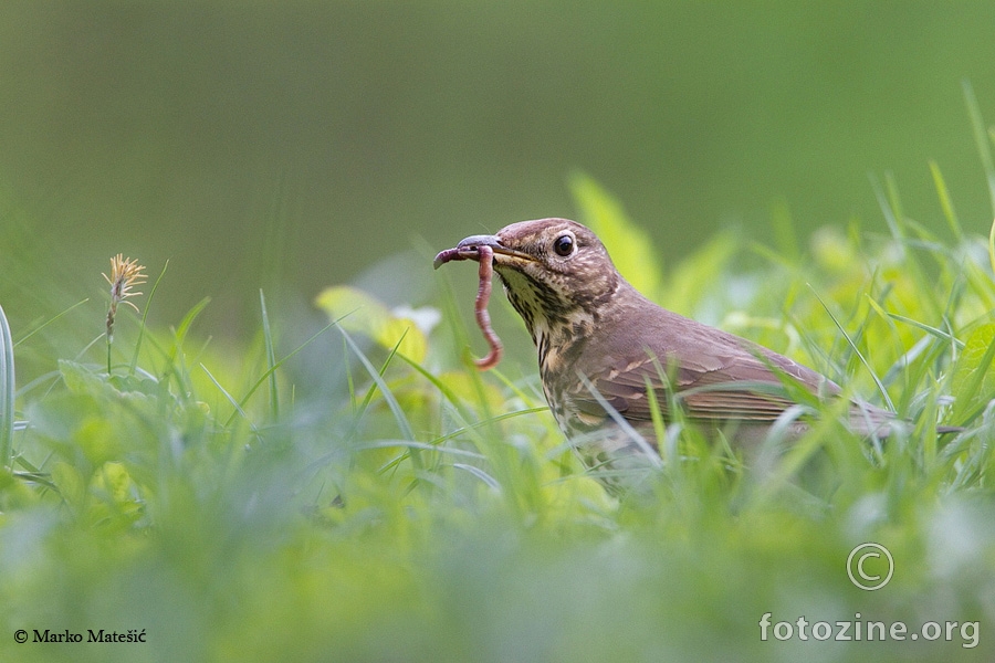 Drozd cikelj Turdus philomelos