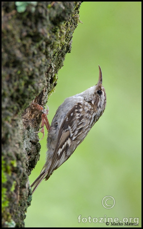 Dugokljuni puzavacCerthia brachydactyla