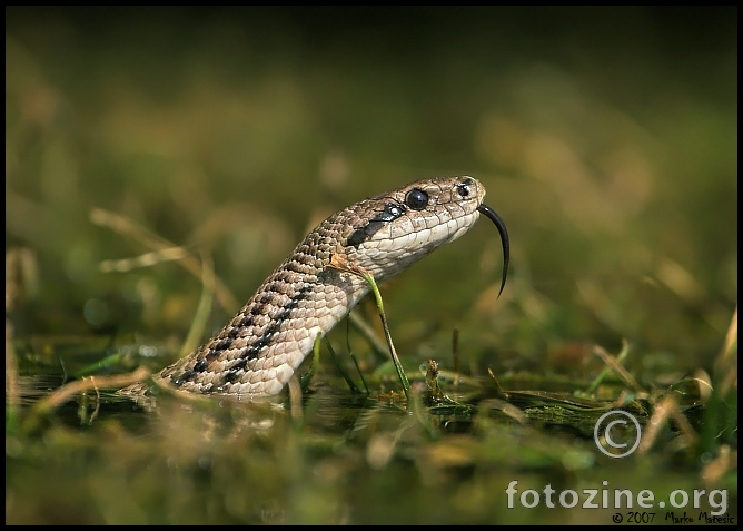  cetveroprugi kravosas (Elaphe quatuorlineata)