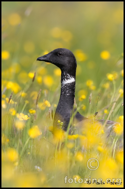 Grivasta-guska-Branta-bernicla