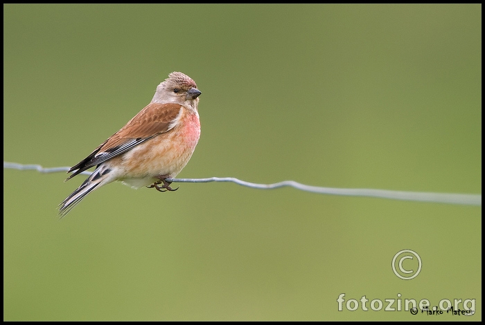 Juricica-carduelis-cannabina