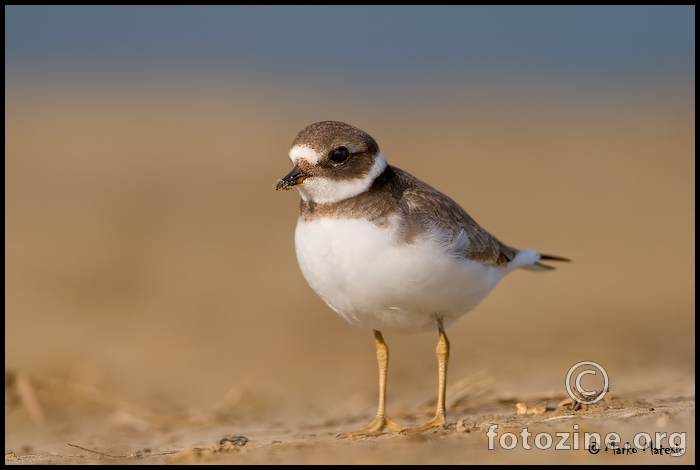 Kulik blataric Charadrius hiaticula