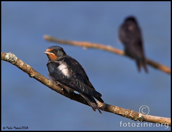 Nesporazum.................Lastavica (Hirundo rustica)