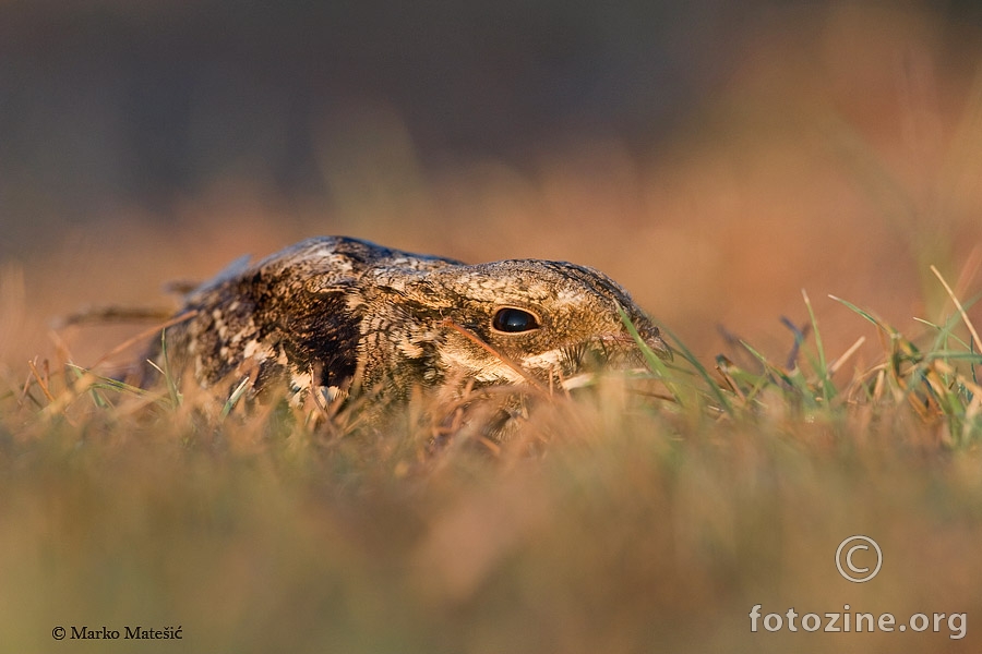 Leganj Caprimulgus europaeus