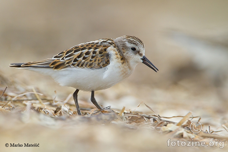 Mali-žalarCalidris-minuta