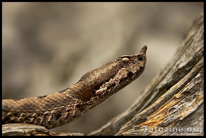 Poskok (lat. Vipera ammodytes)