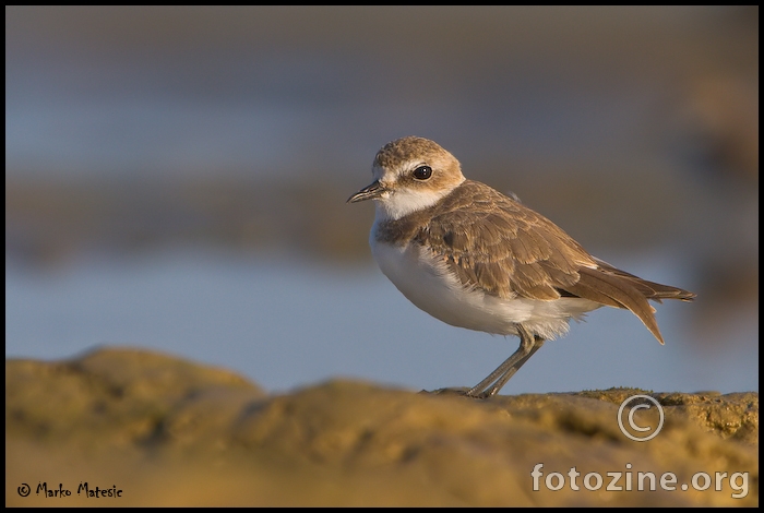 Morski kulikCharadrius alexandrinus